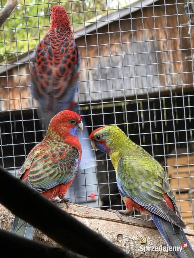 Papugi sprzedam Proszowice