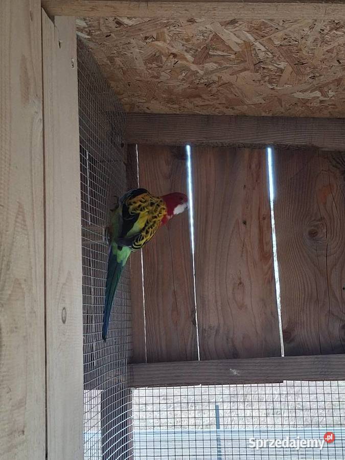 Rozella Gold Brzesko