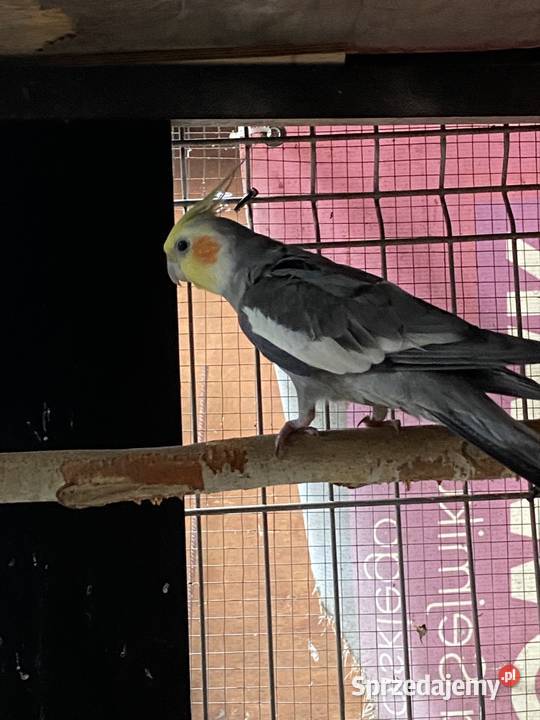 Sprzedam nimf Damasławek