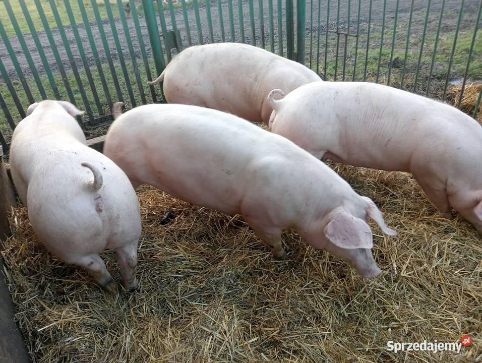 lOSZKI PROŚNE PBZ POLSKA BIAŁA ZWISŁOUCHA Strzałkowo