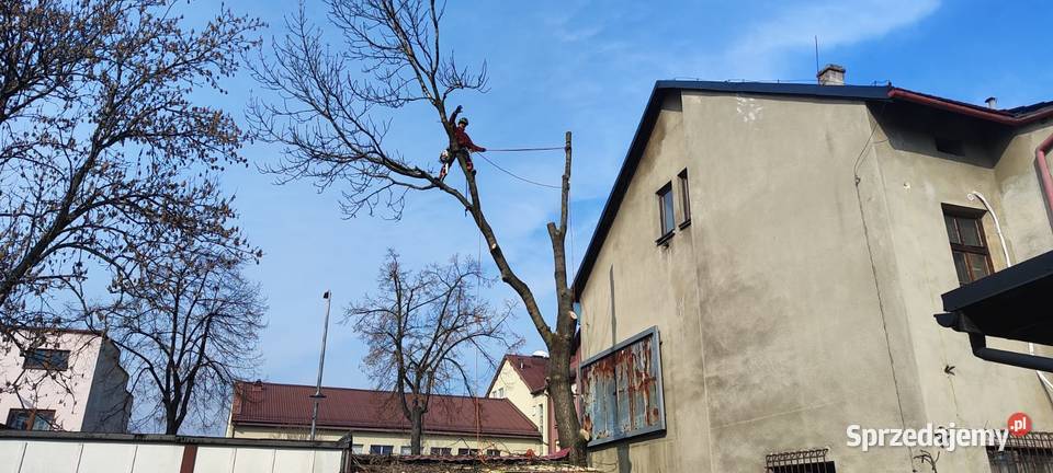 Wycinka drzew Frezowanie usuwanie pni Rębak