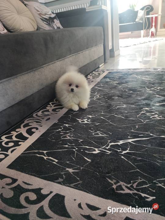 Pomeraniany suczki Bolesławiec