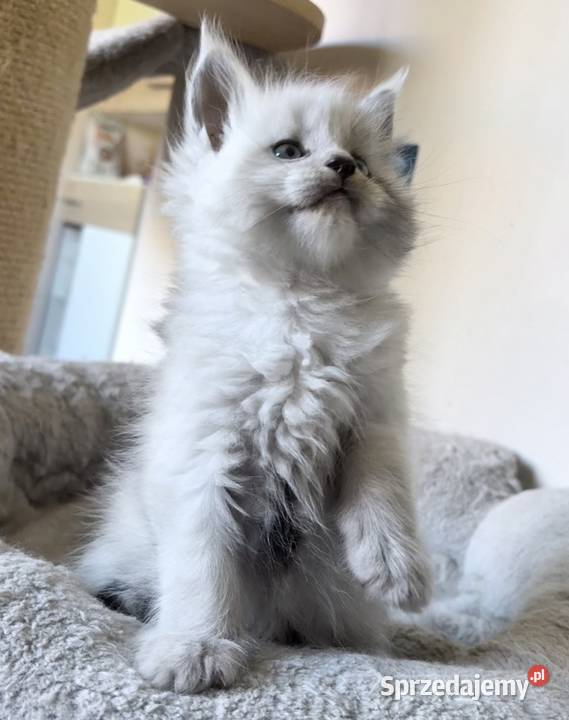 Maine Coon kocurek importach Maine Coon Wińsko