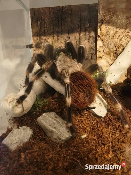 Ptasznik Vitalius Chromatus 4 letnia samica wielkopolskie