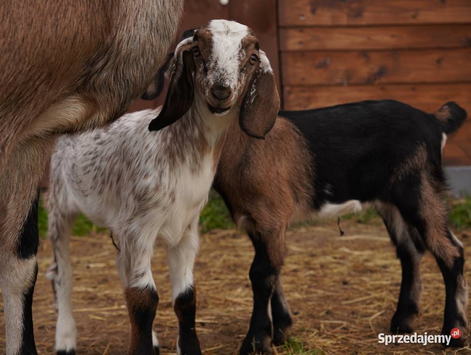 Koza Anglonubijska 100 Sprzedam Przyrów
