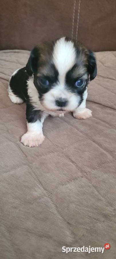 Shih tzu sprzedam Szczecinek