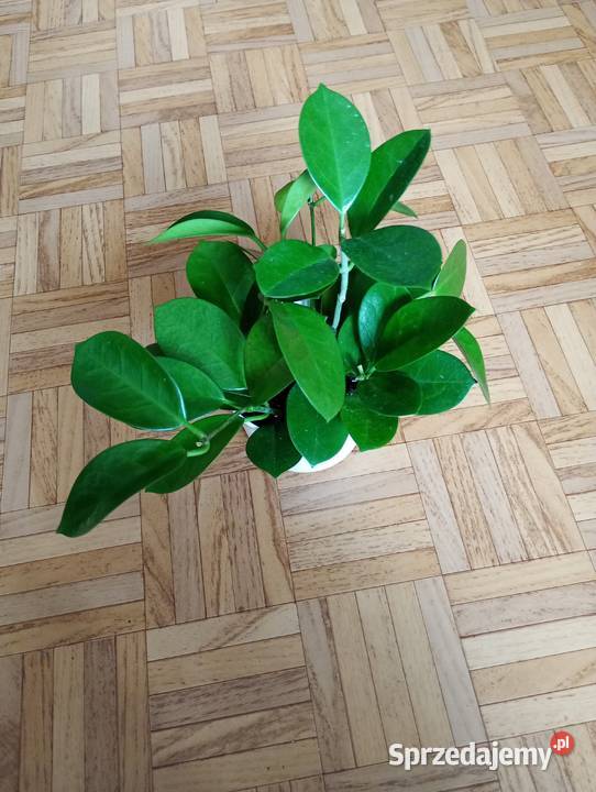 Hoya australis gęsta sadzonka