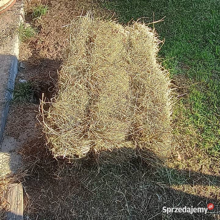 Siano w kostce Sipmie Kowala
