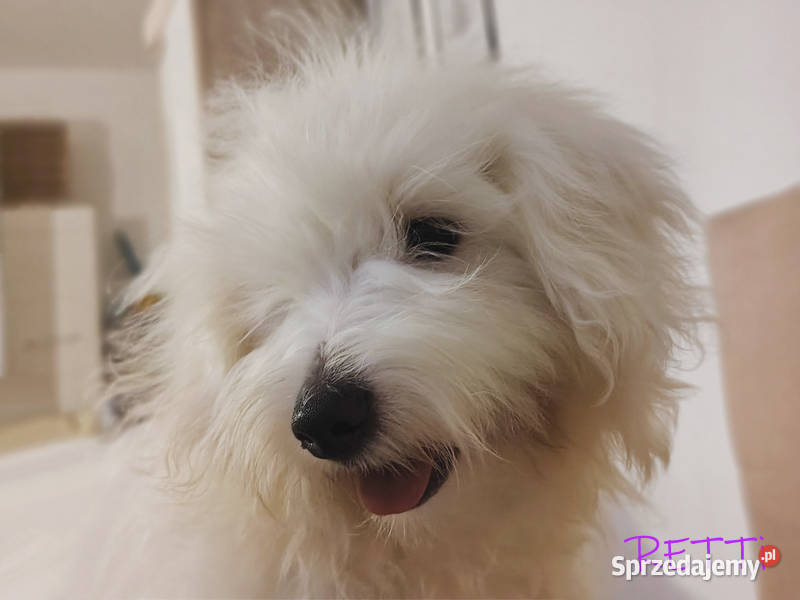SAMIEC biały piesek Coton De Tulear szczenię Kraków sprzedam