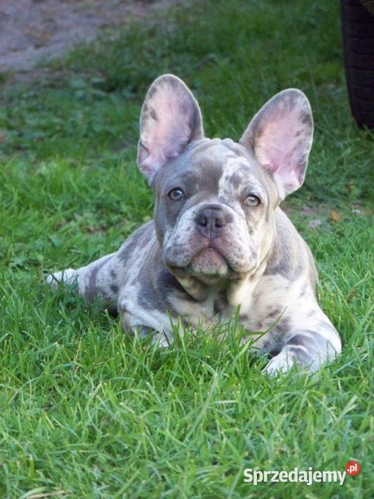 Buldog Francuski Lilac Merle Paczków