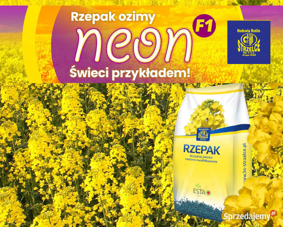 Rzepak Neon Buteo Start Pozostałe zachodniopomorskie Drawsko Pomorskie