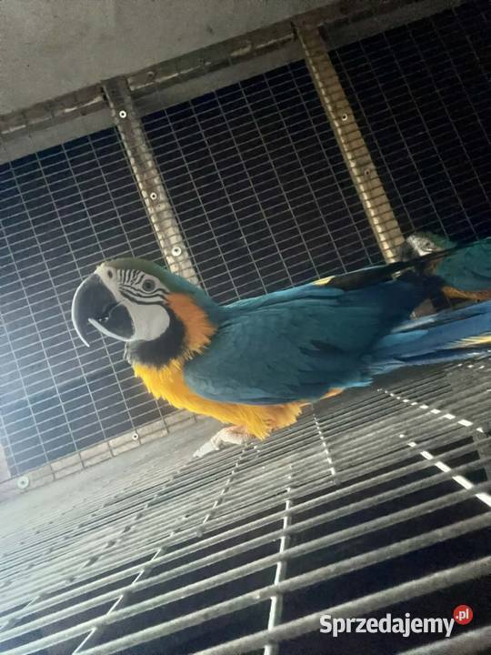 Sprzedam parę Ary ararauny Ptaki Poznań sprzedam