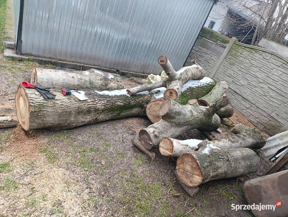 Orzech włoski kłody Kierz Niedźwiedzi