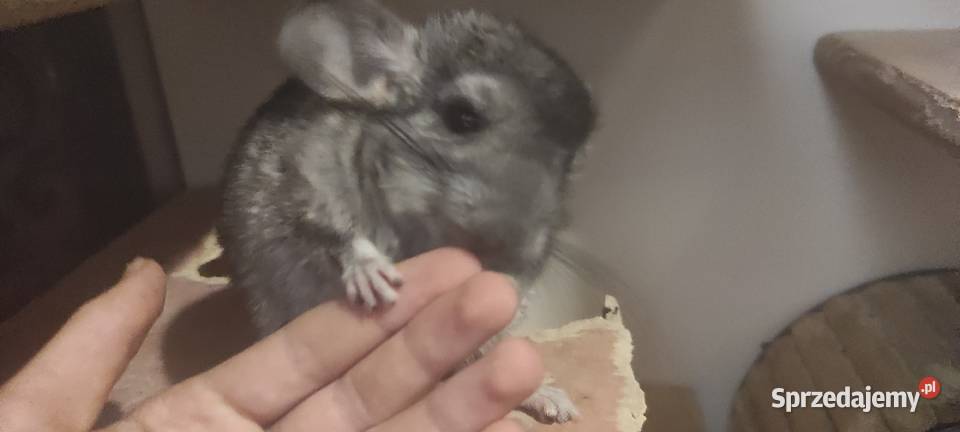 Małe Szynszle 2 miesiące Jastrzębie-Zdrój