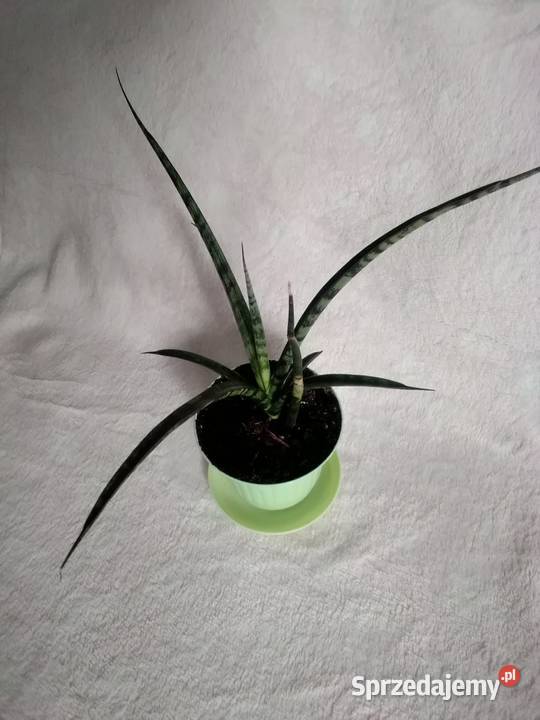 sansevieria roślina doniczkowa Łódź