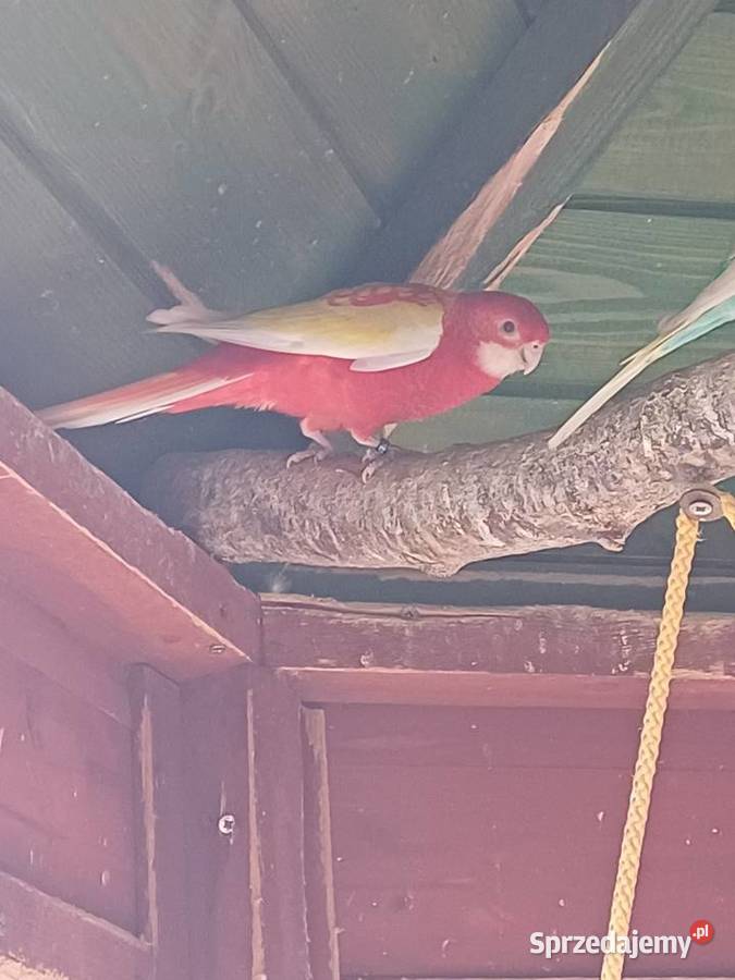 Papugi rozella białolica Łask