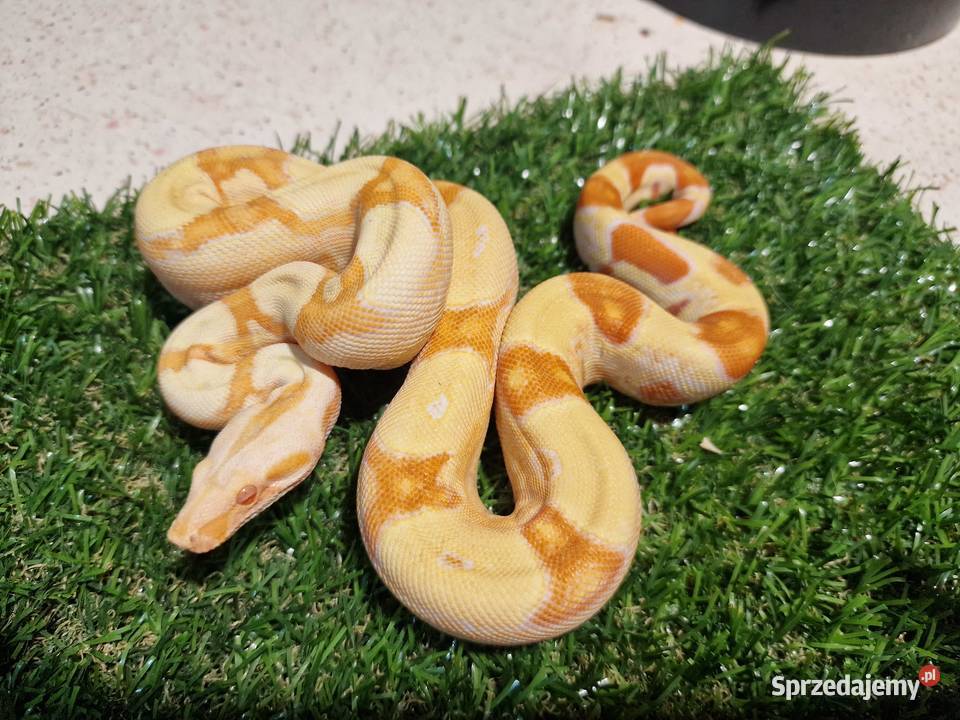 Boa cesarski Junglow Gady i płazy Warszawa