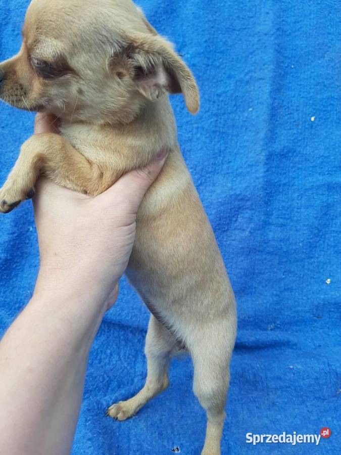 Suczka chihuahua z rodowodem w ręce Leoncin