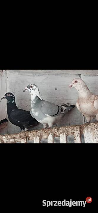 Gołębie Staropolskie Kuczbork-Wieś