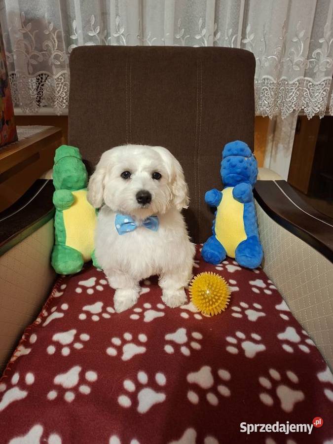 RODOWÓD UROCZY MALTAŃCZYK wielkopolskie Gniezno