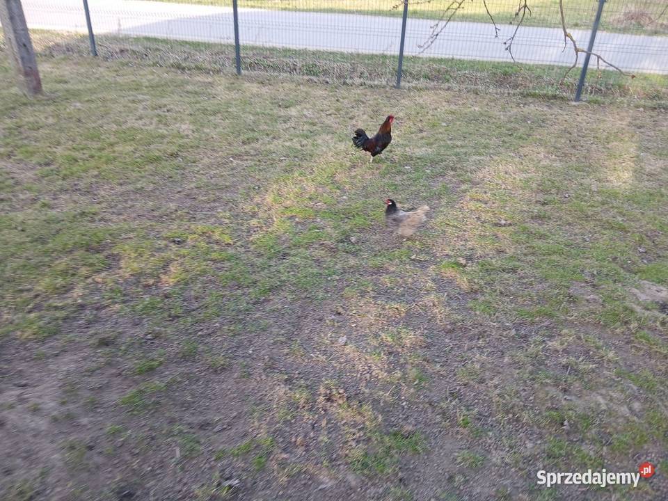 Kogutki liliputki małe I średnie zielononozki Czarnocin