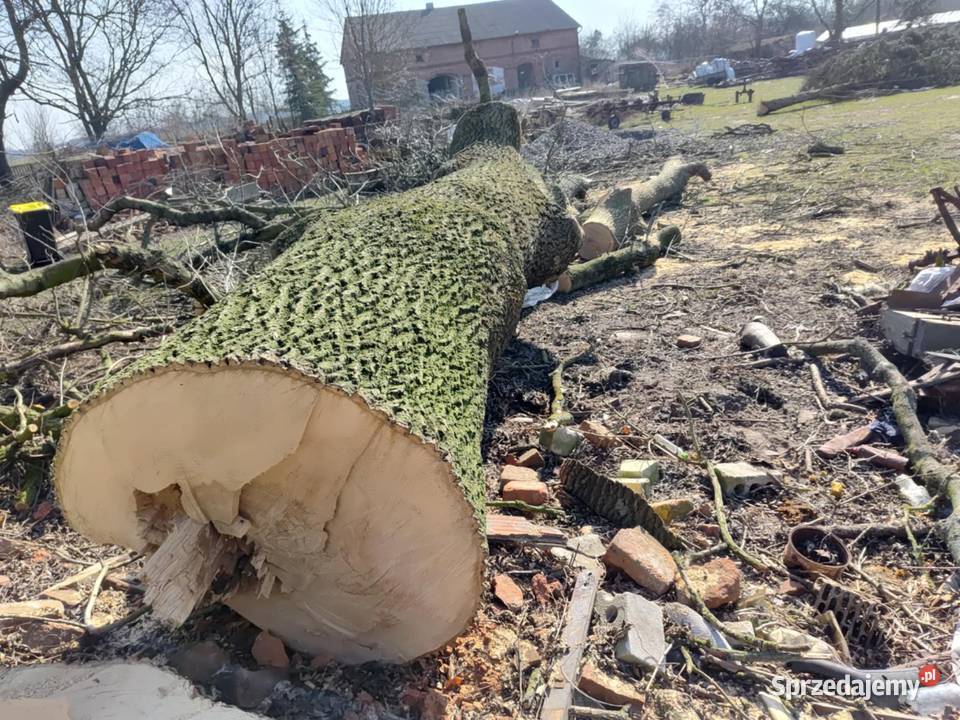 Sprzedam drzewo jesion Szyszłowo