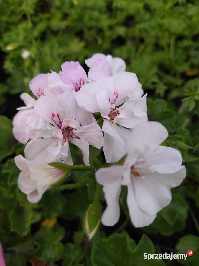Pelargonie begonie surfinie i inne Krynice