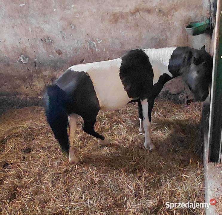 Koń Kuc Ogier 2lata lubelskie Katarzyn