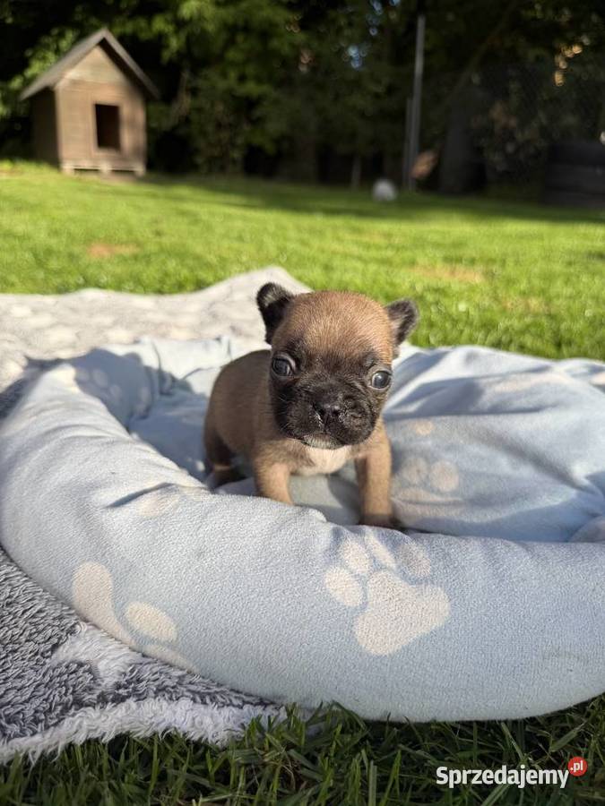 Buldog francuski Puszczykowo