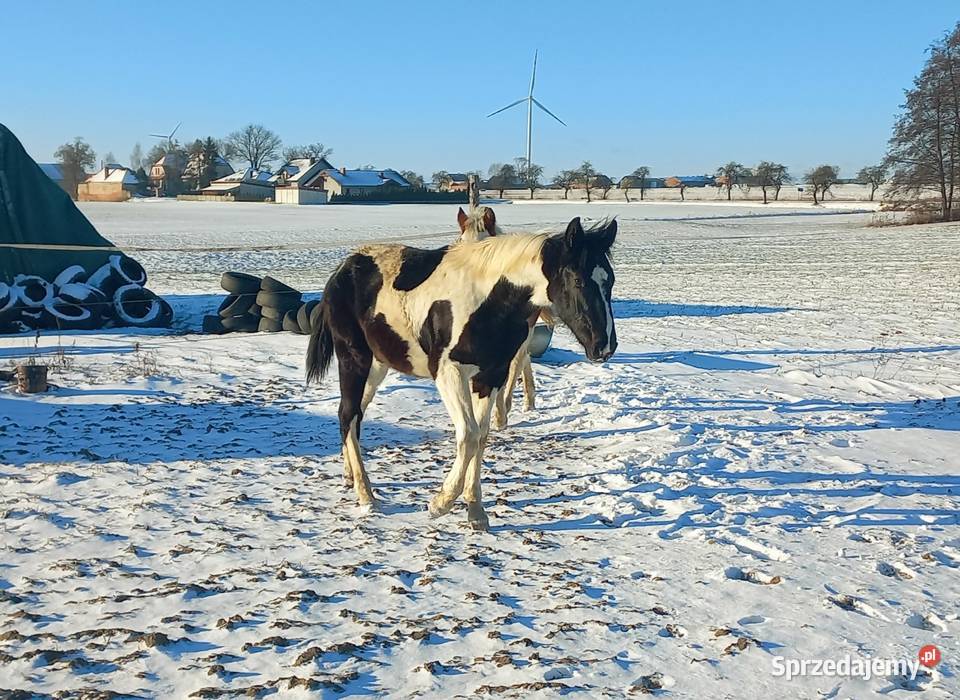 Sprzedam Koźmin Wielkopolski