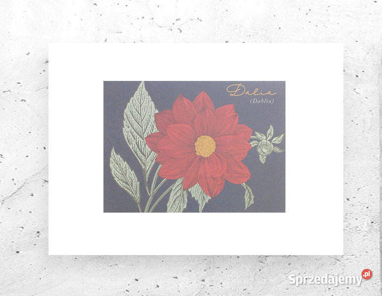boho plakat A4 vintage obraz z dalią kwiat
