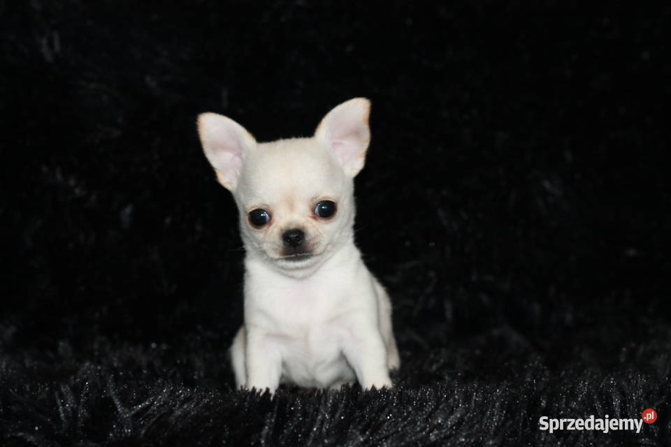 XS Chihuahua Prawdziwy rodowód ZKwP FCI Świnoujście