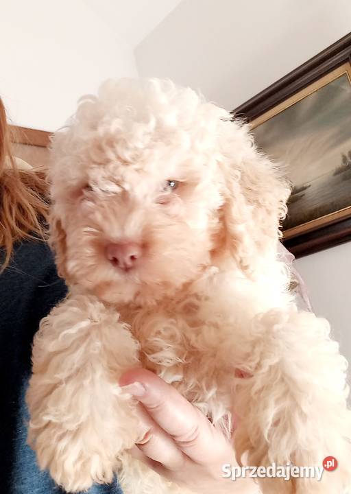 Lagotto Romagnolo sprzedam