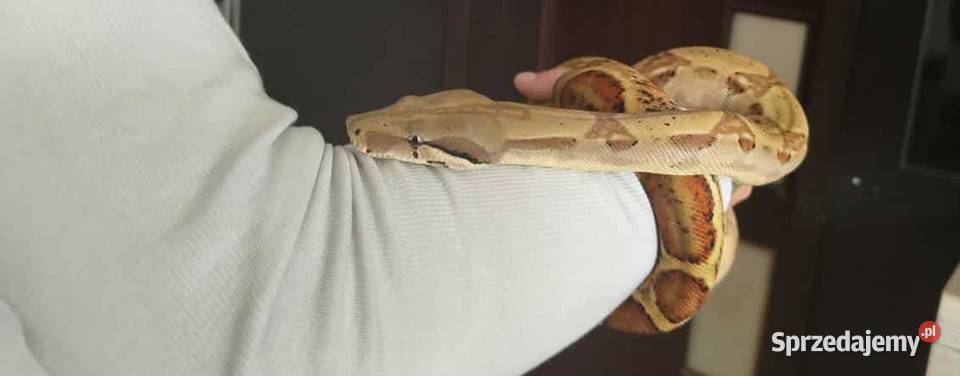 Wąż Boa Constrictor Imperator Łódź sprzedam