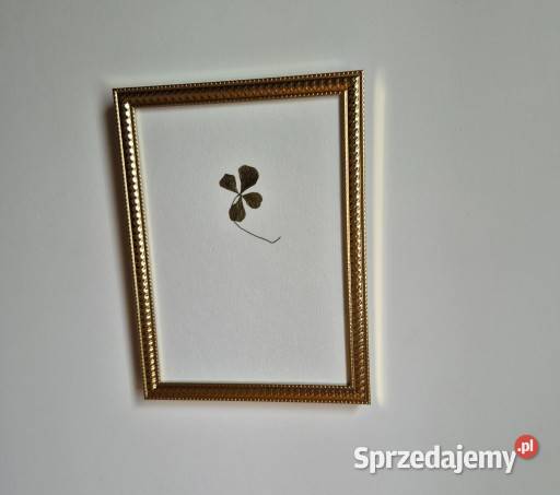 Koniczyna czterolistna ślubny prezent prezent Pozostałe Brzesko