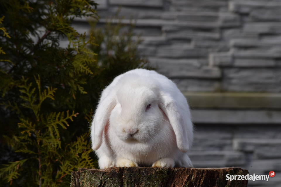 Króliczek Mini lop samiczka hodowla Łochów sprzedam
