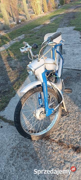 Komar sztywniak podkarpackie Krosno