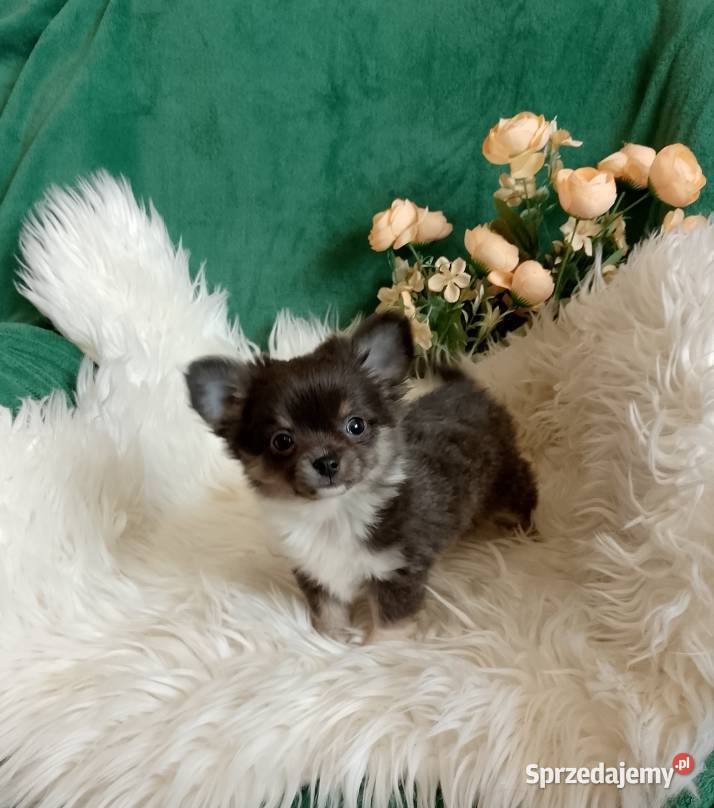 Chihuahua chłopiec długowłosy Szczucin