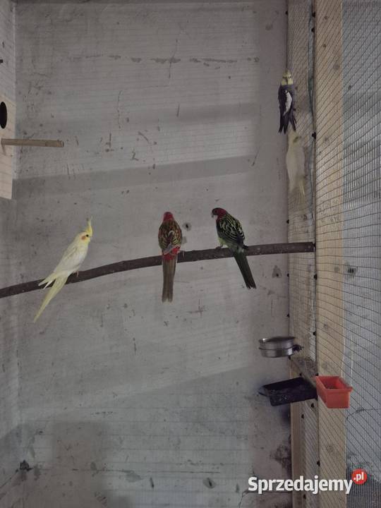 Sprzedam papugi całość Gogołowa