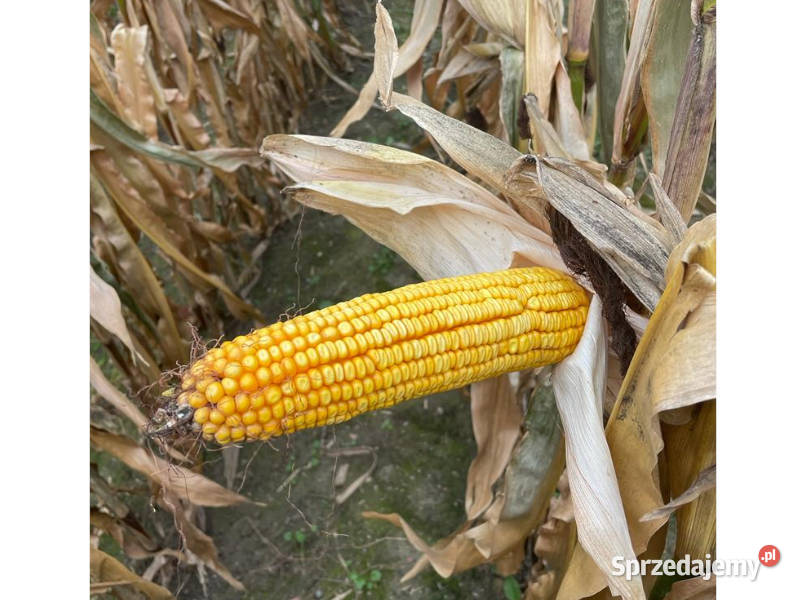 Kukurydza Pioneer P9241 na kiszonę i ziarno Kiszkowo