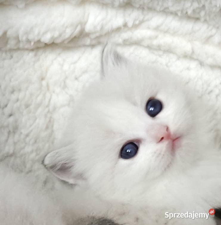 Cudowne kociaki Ragdoll Championie FPL rodowód Lublin sprzedam