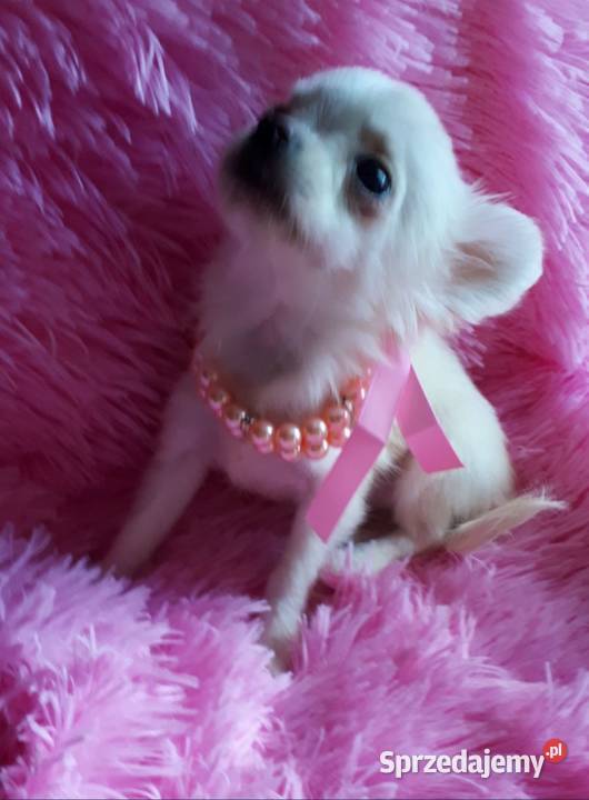Chihuahua chłopiec dlugowlosy Inowrocław
