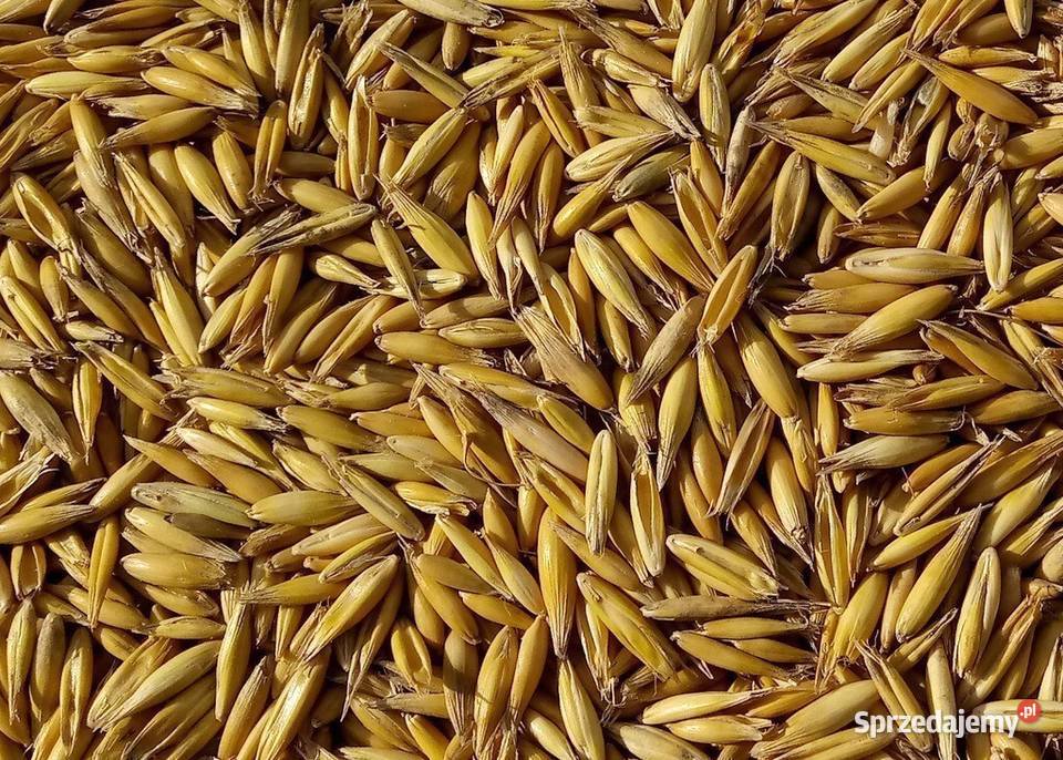 Owies z 2023roku Tomaszów Lubelski