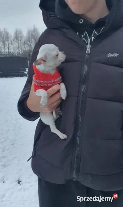 Chihuahua Cziłała cudny biały piesek Dyzio śląskie Częstochowa