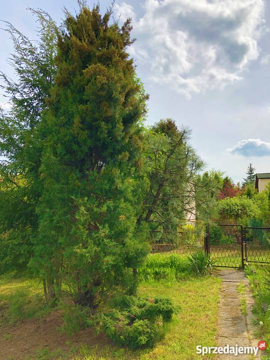 Ogród działkowy z domkiem działka Częstochowa sprzedam