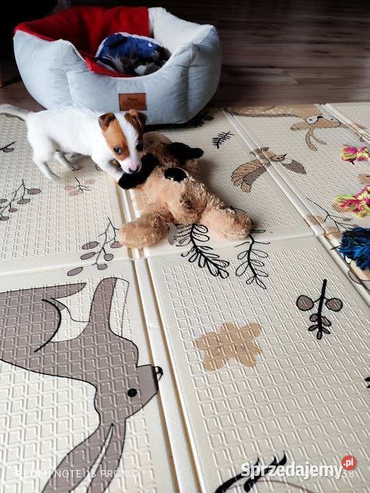 Jack Russell Terrier gładkowłose