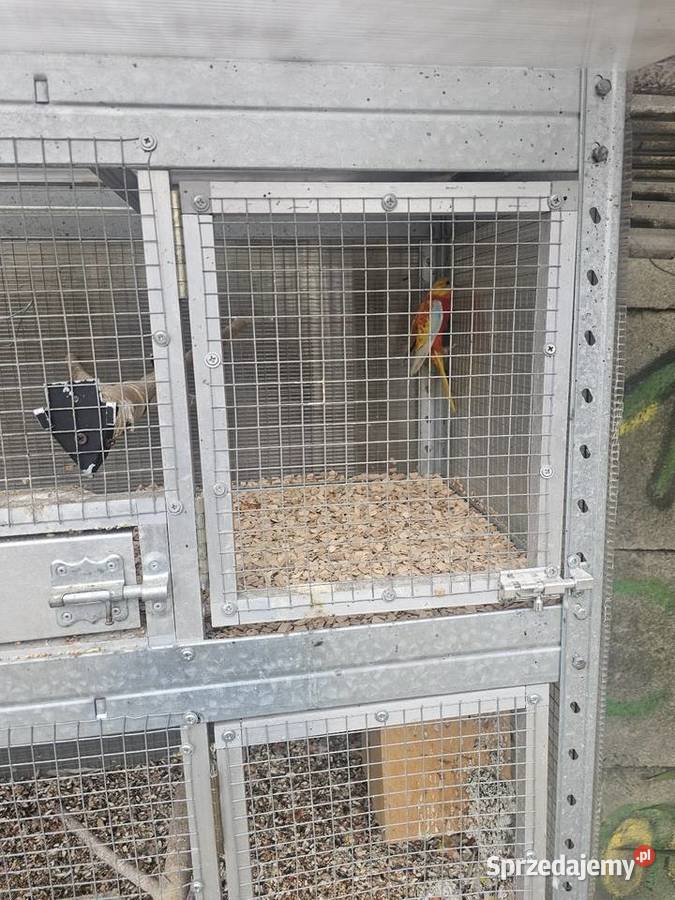 Łąkówka samiec Ptaki Godów