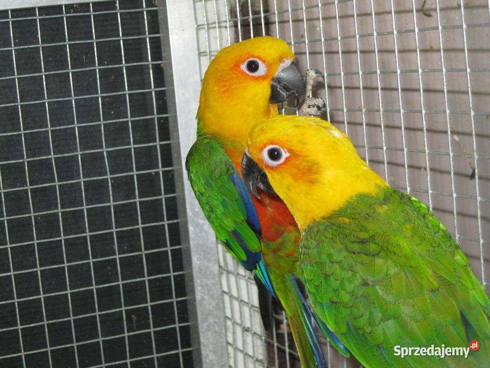 Konury Ognsitobrzuche 25 r