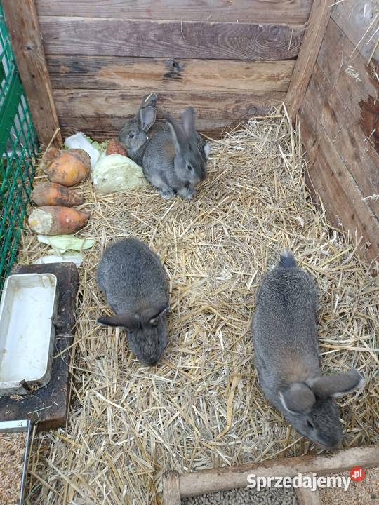 Sprzedam króliki Machnatka sprzedam