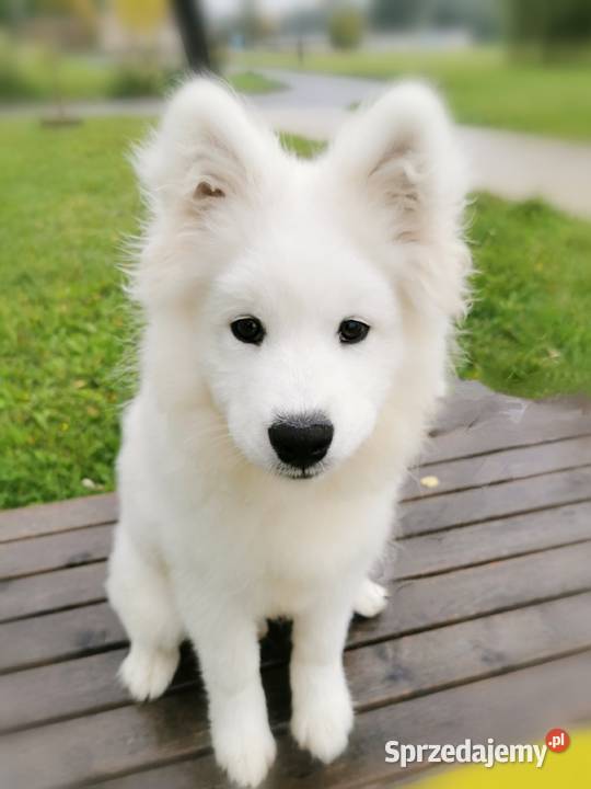 Samojed piesek 5mcy Championie Polski Halinów